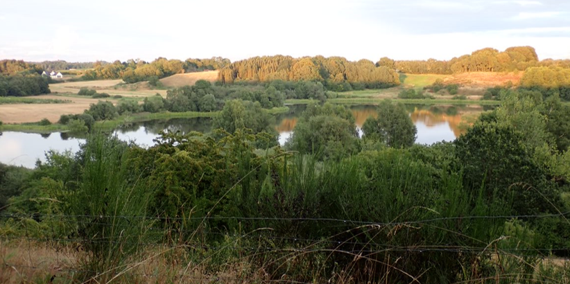 Natur og habitatvurderinger (bilag IV arter og Natura 2000)